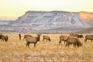 Elk Heard Grazing Rocky Mountain Foothills