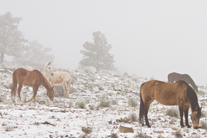 Horses Winter Snow Fog
