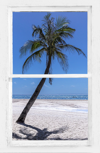 Palm Tree Tropical Window View