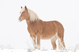 Smiling Palomino Snow