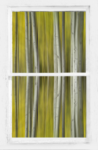 Surreal Dreamy Aspen Forest White Rustic Window