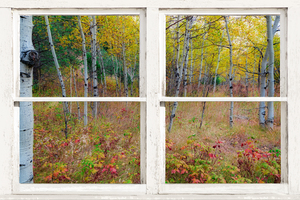 Autumn Forest Delight Rustic Window View