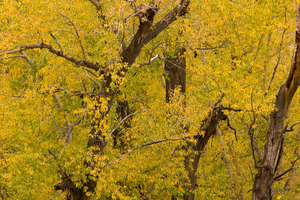 Cottonwood Tree Fall Foliage