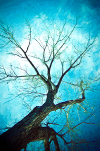 winter tree blue