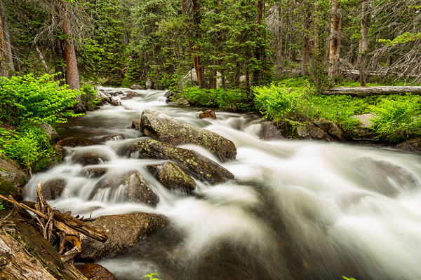 Roosevelt National Forest Stream Print