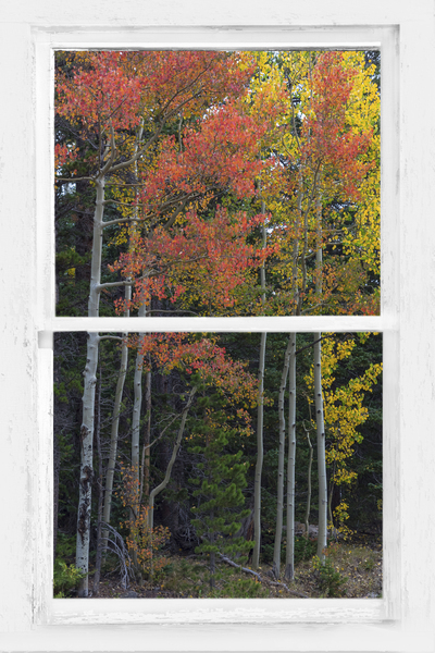 Aspen Forest Red Rustic Window View by Bo Insogna