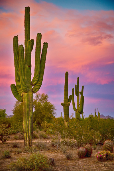 Desert Spring Print