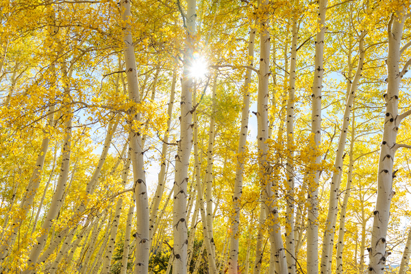 Golden Sunshine Autumn Day Print