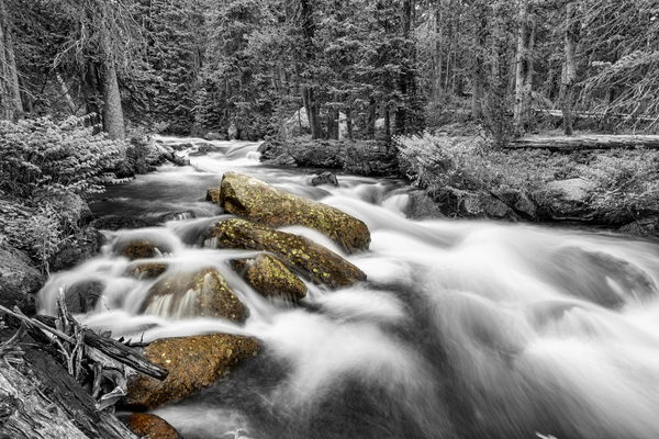 Roosevelt National Forest Stream BW Selective Print