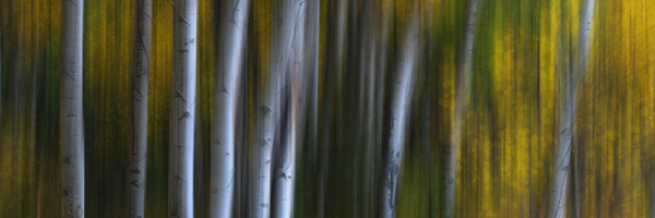 Roosevelt National Forest Wilderness Wonderla Print