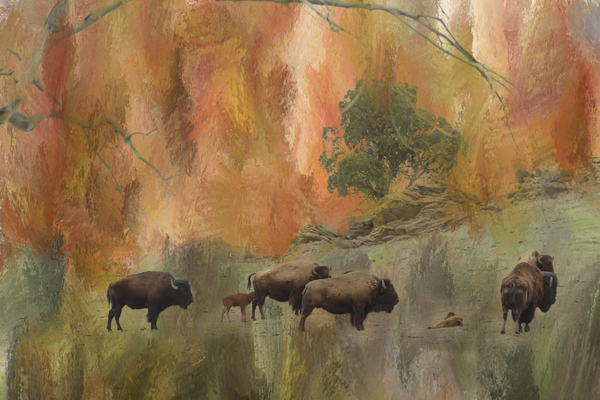 Springtime Bison Calves Print