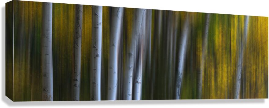 Forest Wilderness Wonderland Abstract  Photo Art Canvas Print