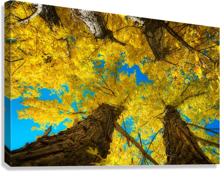 Maple Up Canvas Print