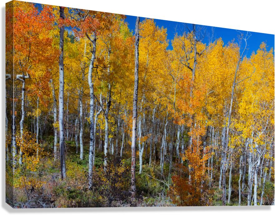 Mix It Up Canvas Print