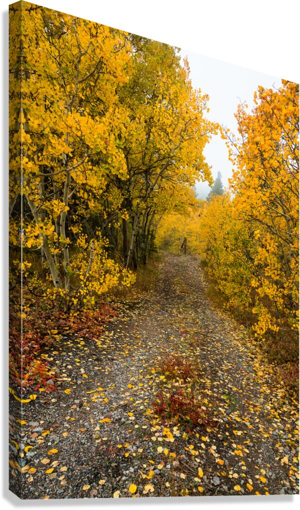 Inviting Autumn Hiking Trail Canvas Print