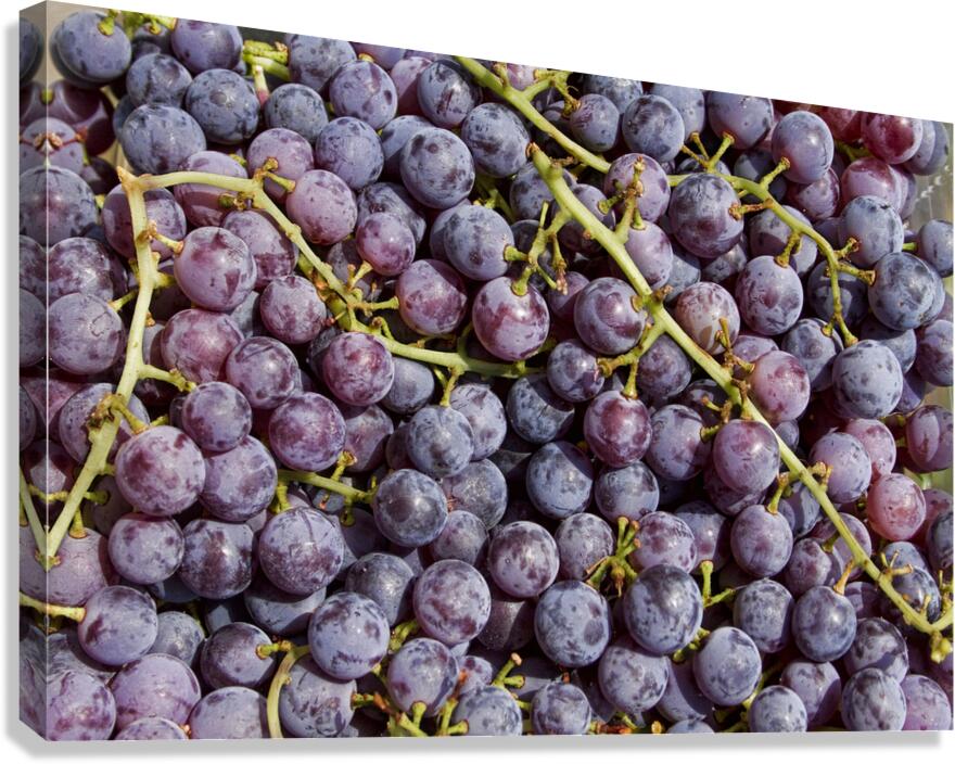 Grapes Up Cluse Canvas Print