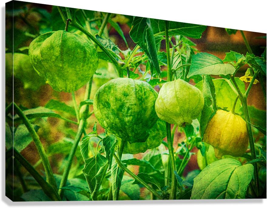 Tomatillos  Canvas Print