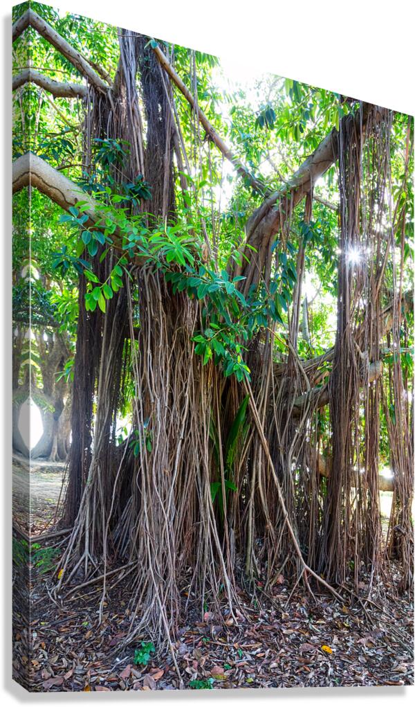 Majestic Magnificent Banyan Tree Portrait Canvas Print