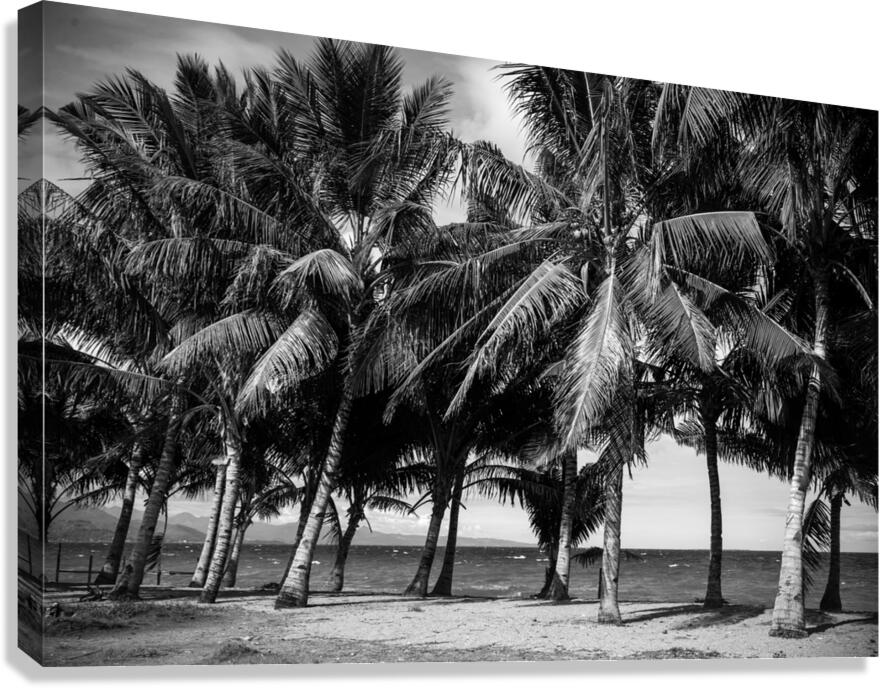 Whispers of Monochrome Palms Canvas Print