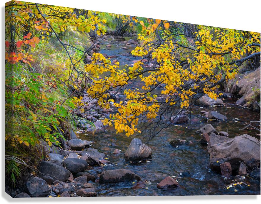 Golden Stream Canvas Print