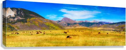 Cattle Grazing Autumn Panorama Canvas Print