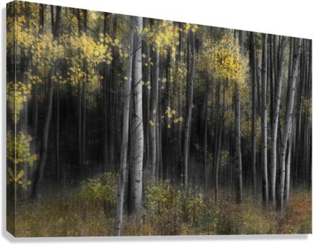 Aspen Tree Grove Into Darkness Canvas Print