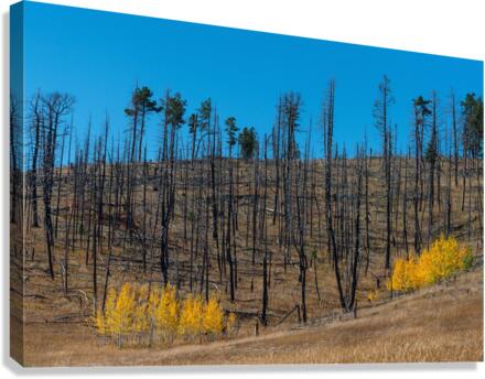 Forest Evolution Canvas Print