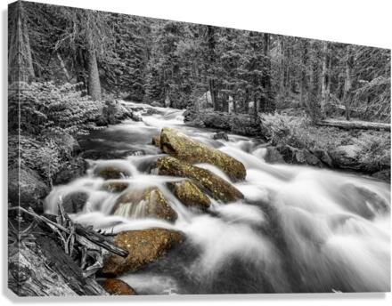 Roosevelt National Forest Stream BW Selective Canvas Print