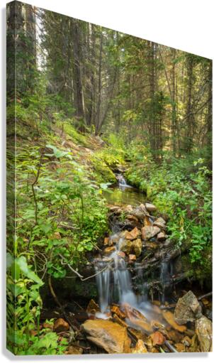Forest Streaming Canvas Print