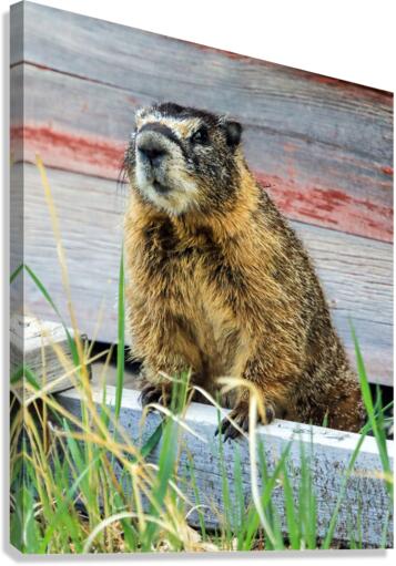 Marmot  Canvas Print