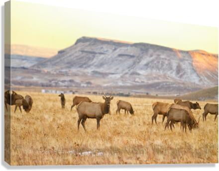 Elk Heard Grazing Rocky Mountain Foothills Canvas Print