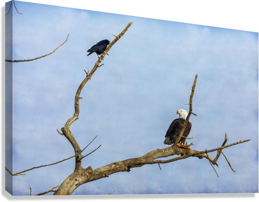 Bald Eagle Crow Canvas Print