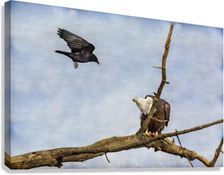 Crow Attacking Bald Eagle Canvas Print