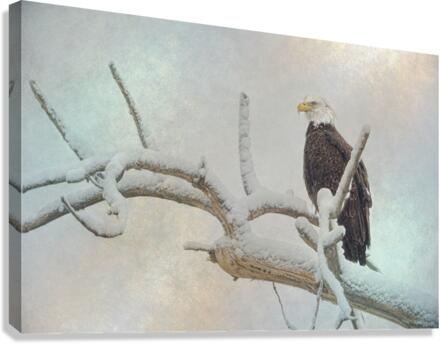 Eagle Eye Canvas Print