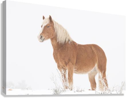 Smiling Palomino Snow Canvas Print