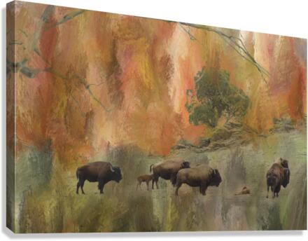 Springtime Bison Calves Canvas Print