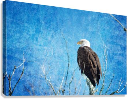 Bald Eagle Blues Canvas Print