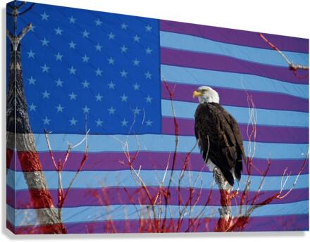 American Bald Eagle 3 Canvas Print