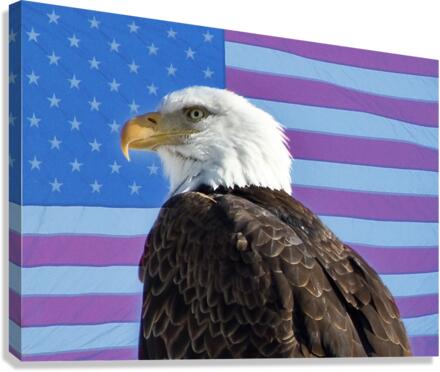 American Eagle 2 Canvas Print