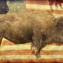 American Buffalo