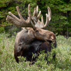 Bull Moose Wild