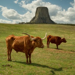 Texas Longhorn Cows Gracefully Posing at Majestic Devils Tower