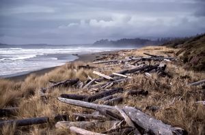 Beached Driftlogs