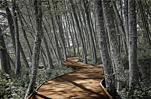 Boardwalk in the Woods