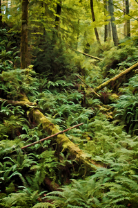 Fern Hollow