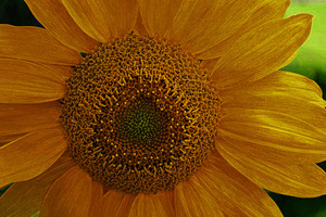 Enhanced Sunflower