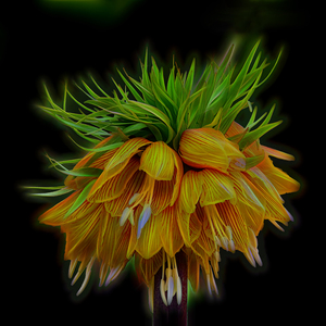 Crown Imperial