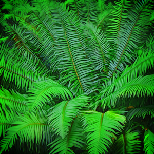 Just Ferns