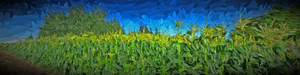 Summer Corn
