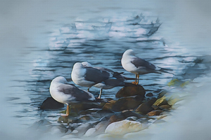 Preening Gulls